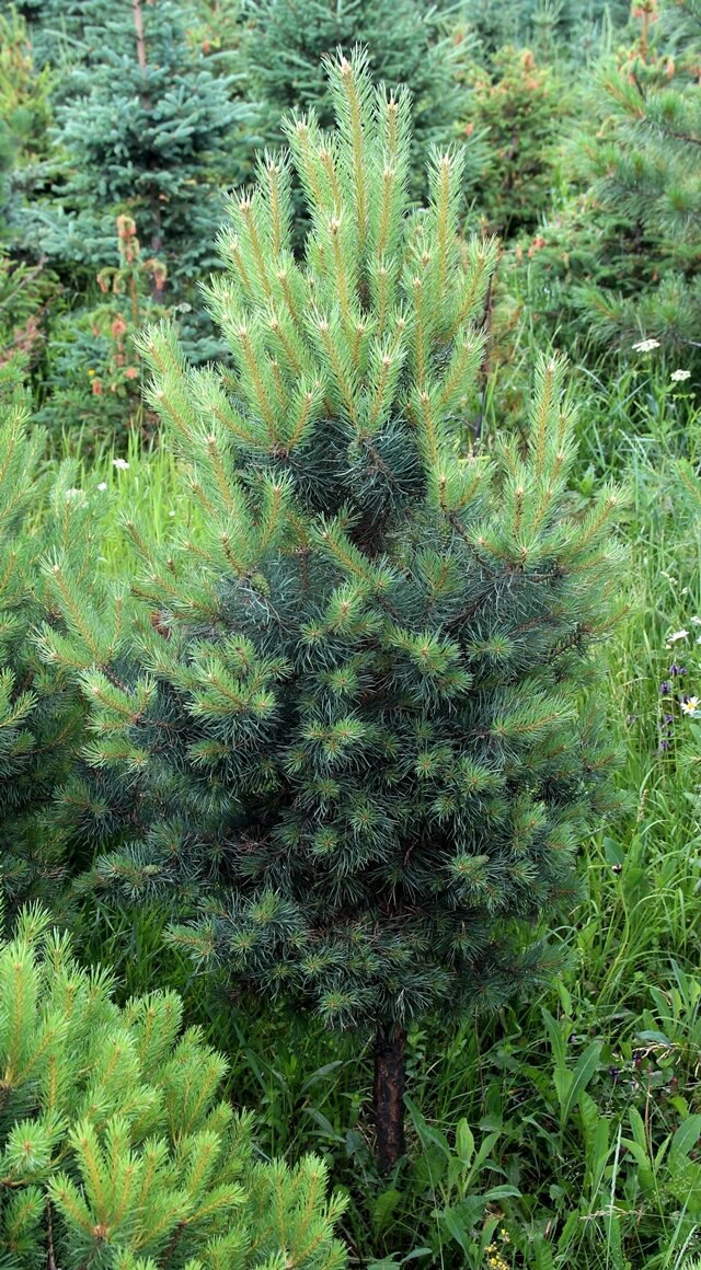 Pinus sylvestris ‘Kyukhelbeker’