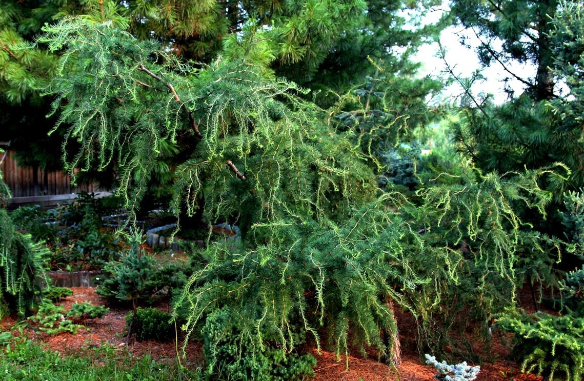 Larix decidua ‘Horstmann’s Recurved’