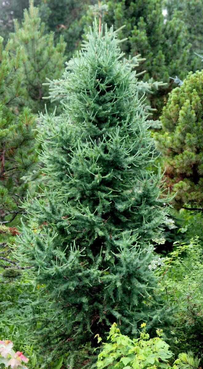 Larix sibirica ‘Romanyuk’