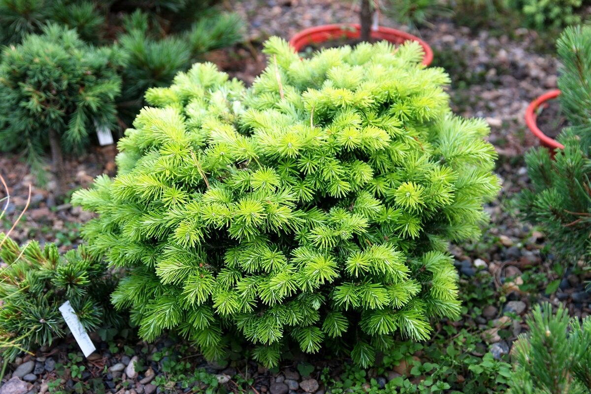 Abies sibirica ‘Shapovalov’