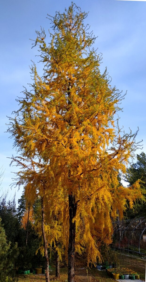 Larix decidua ‘Horstmann’s Recurved’