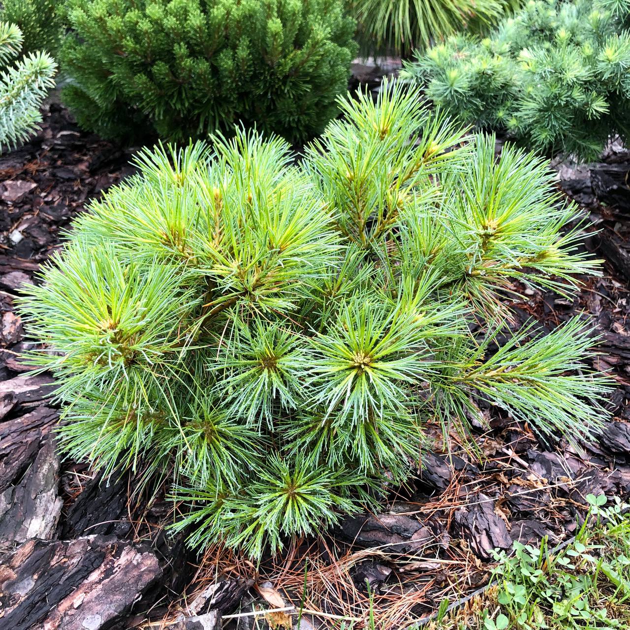 Pinus strobus ‘Ontario’