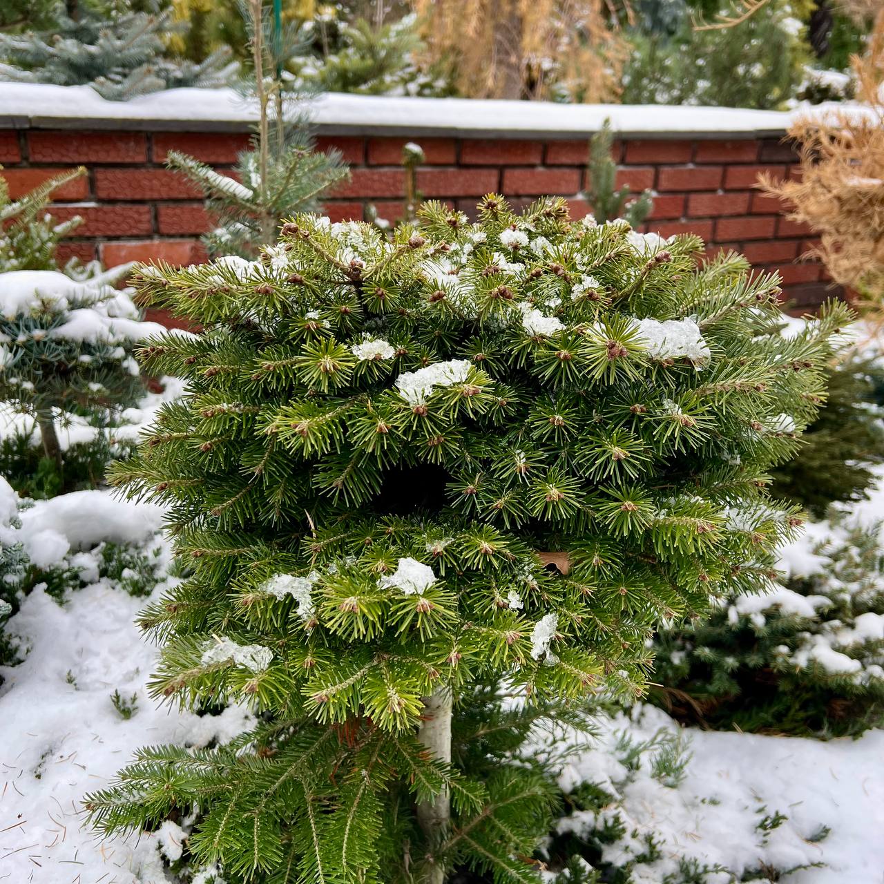 Abies sibirica ‘Irka’