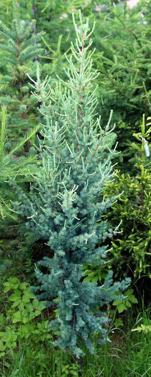 Larix laricina 'Tharandt'