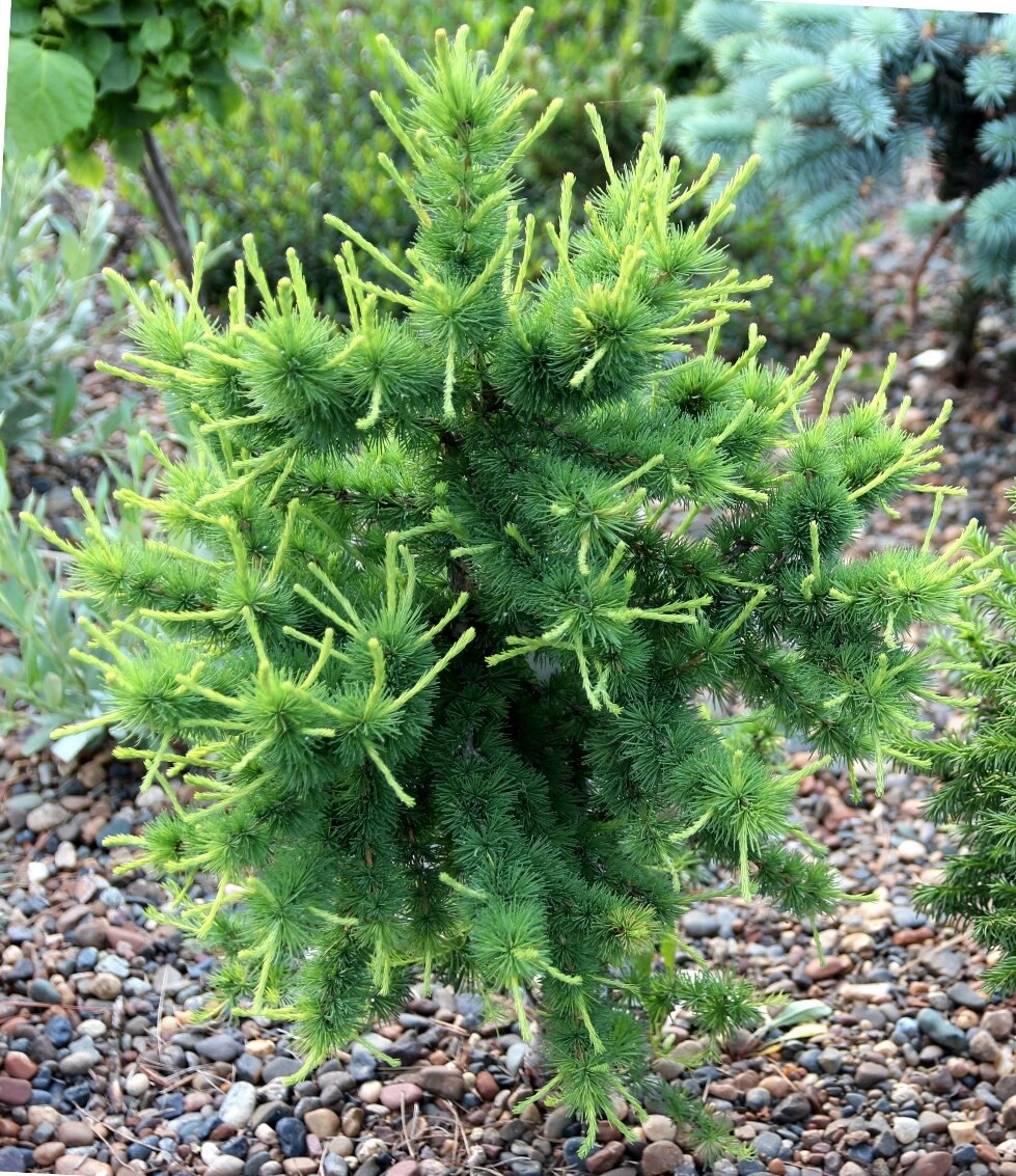 Larix sibirica ‘DTP’