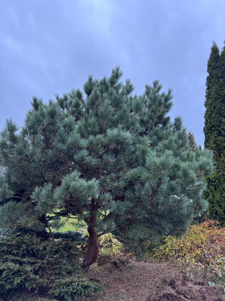 Pinus sylvestris  ‘Watereri’