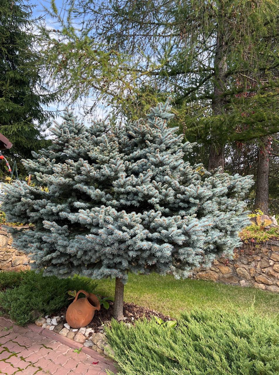 Picea pungens ‘Glauca  Globosa’