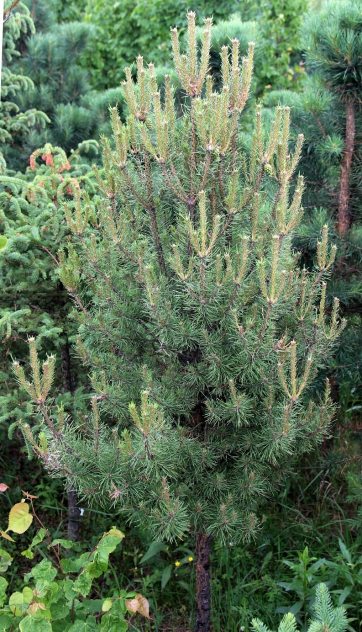 Pinus sylvestris ‘Stepashka’