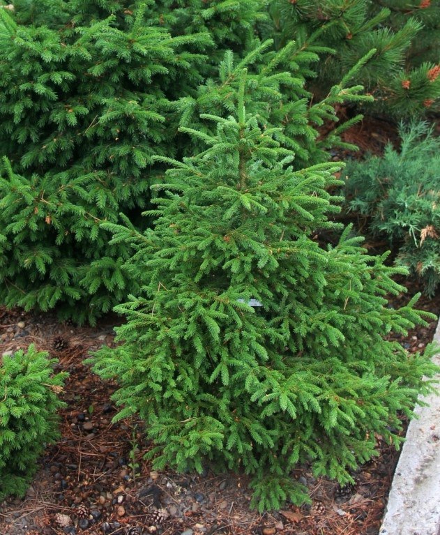 Picea obovata 'Ushajka Gracilis'
