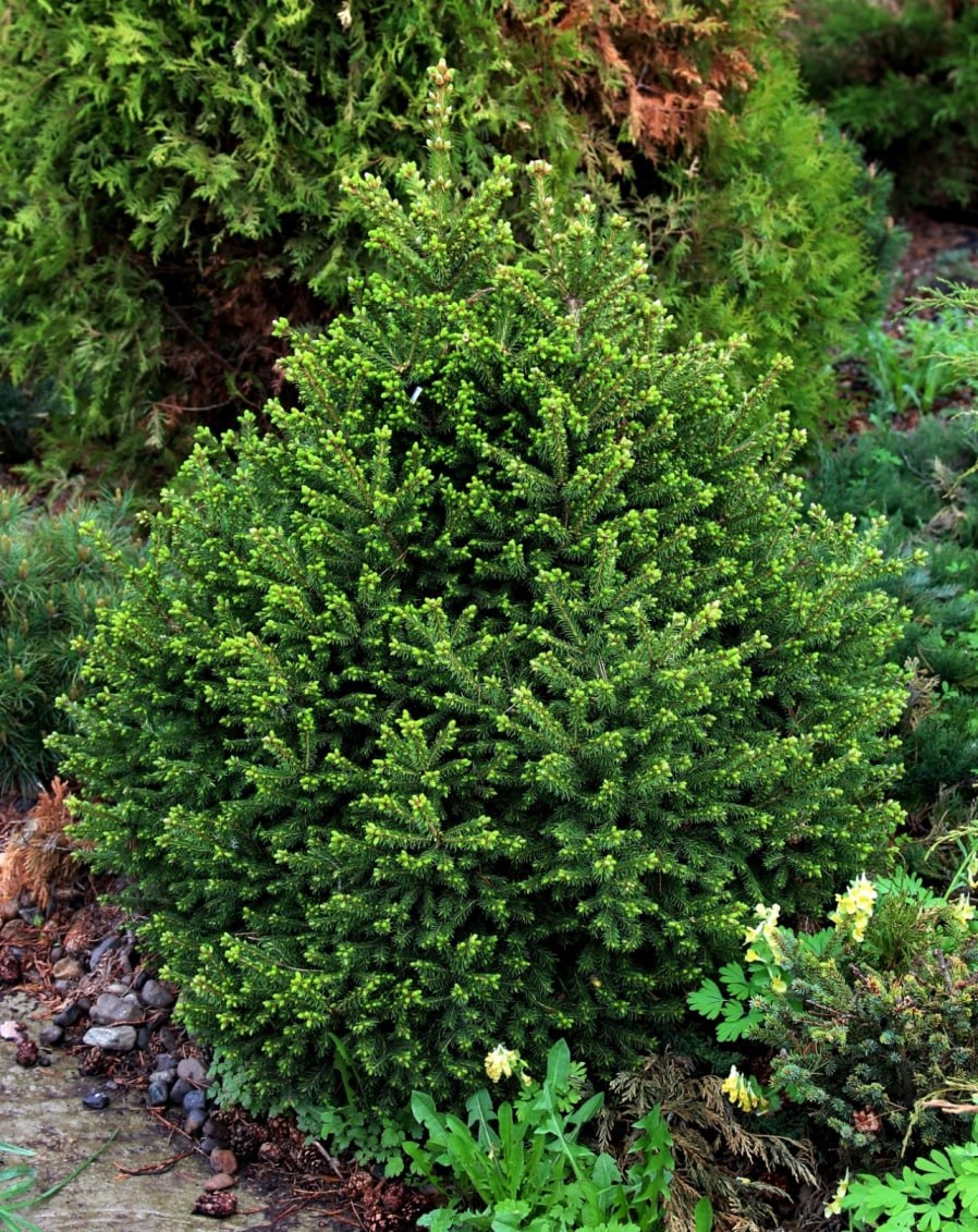 Picea obovata 'Ushajka Kristall'