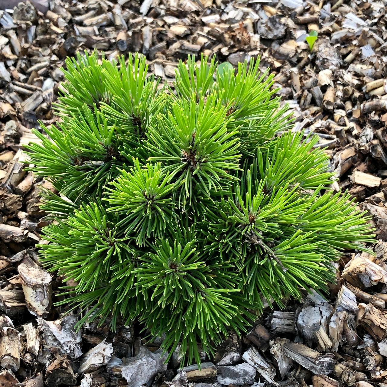 Pinus heldreichii / leucodermis ‘Pygmy’