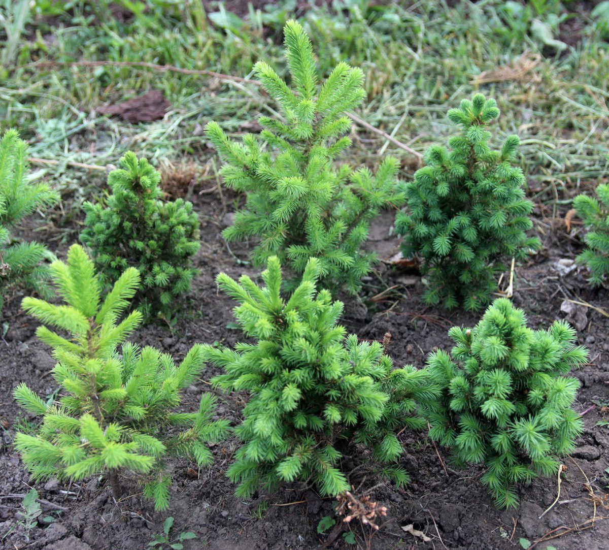 Picea obovata 'Ushajka SDL'