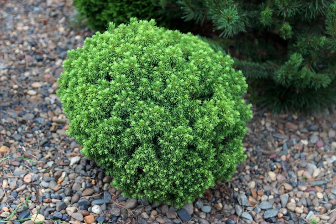 Picea glauca 'Witch's Broom'
