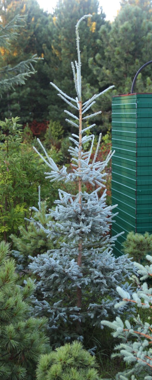 Picea obovata 'Sayanskaya Golubaya'