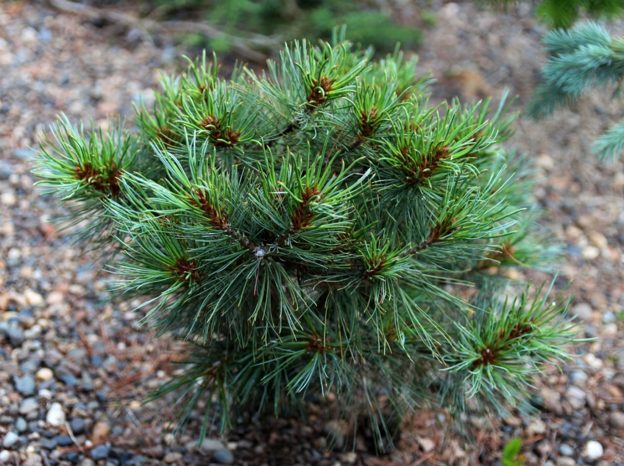 Pinus pumila 'Jankus'