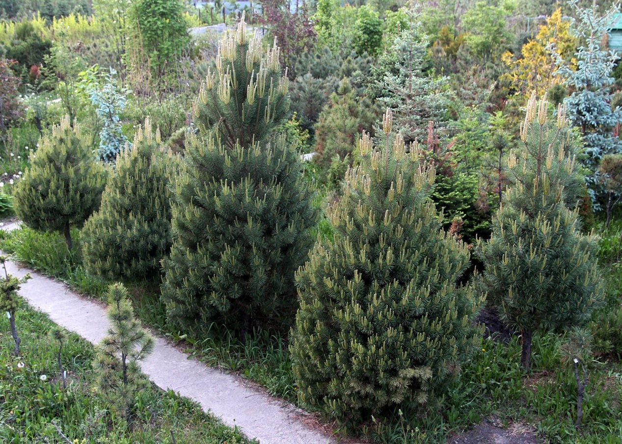 Pinus sylvestris ‘Pamyat o Mashe'