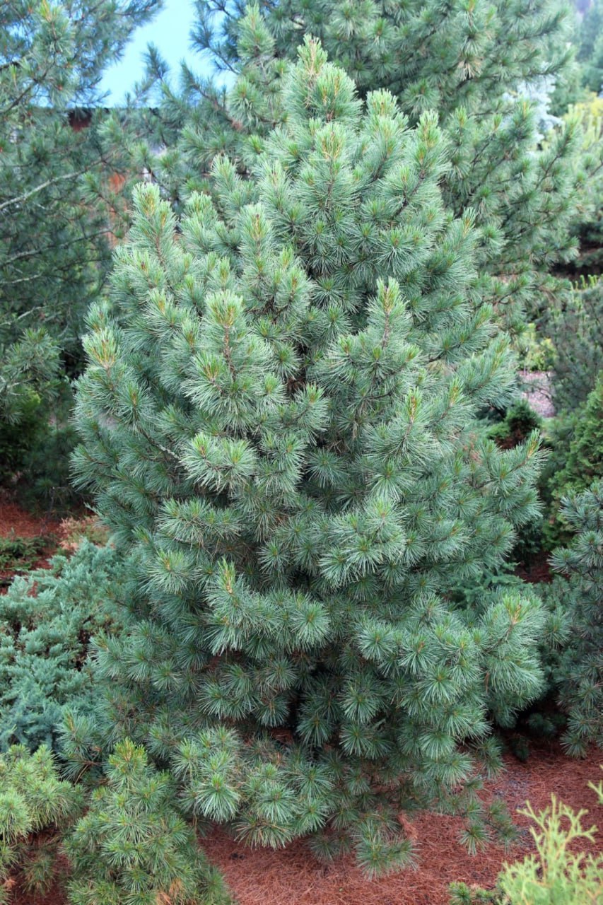 Pinus sibirica ‘Oligarh’