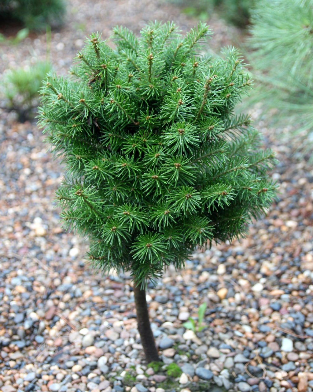 Abies sibirica ‘Chado’