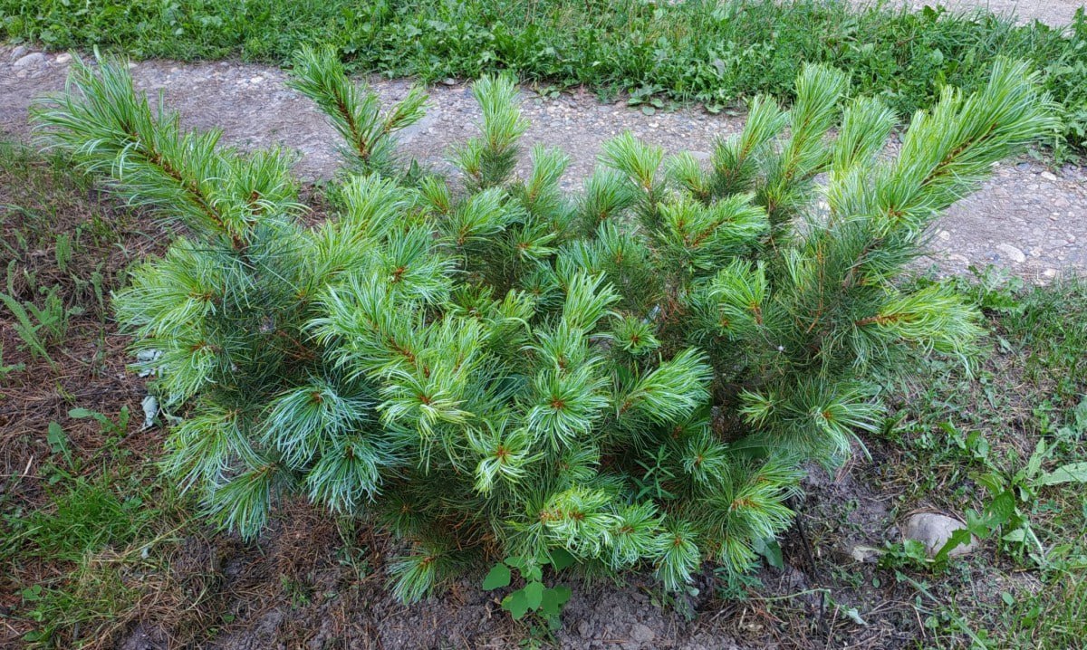 Pinus pumila 'Kuka'