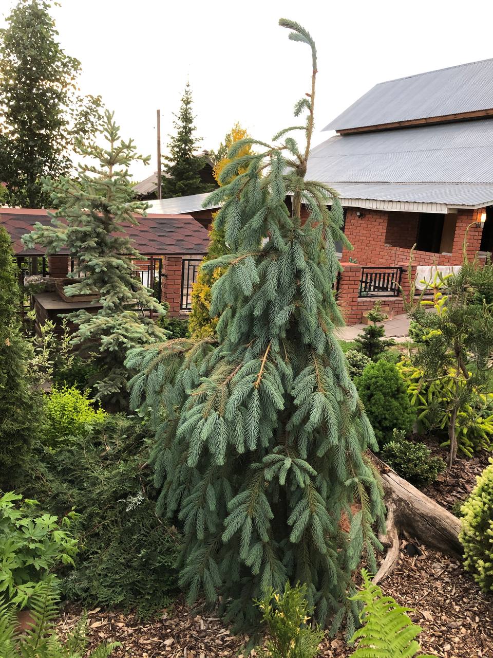Picea engelmannii 'Bush's Lace'