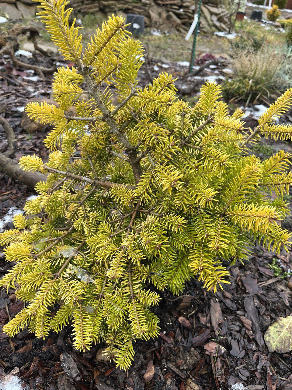 Abies nordmanniana 'Golden Spreader'