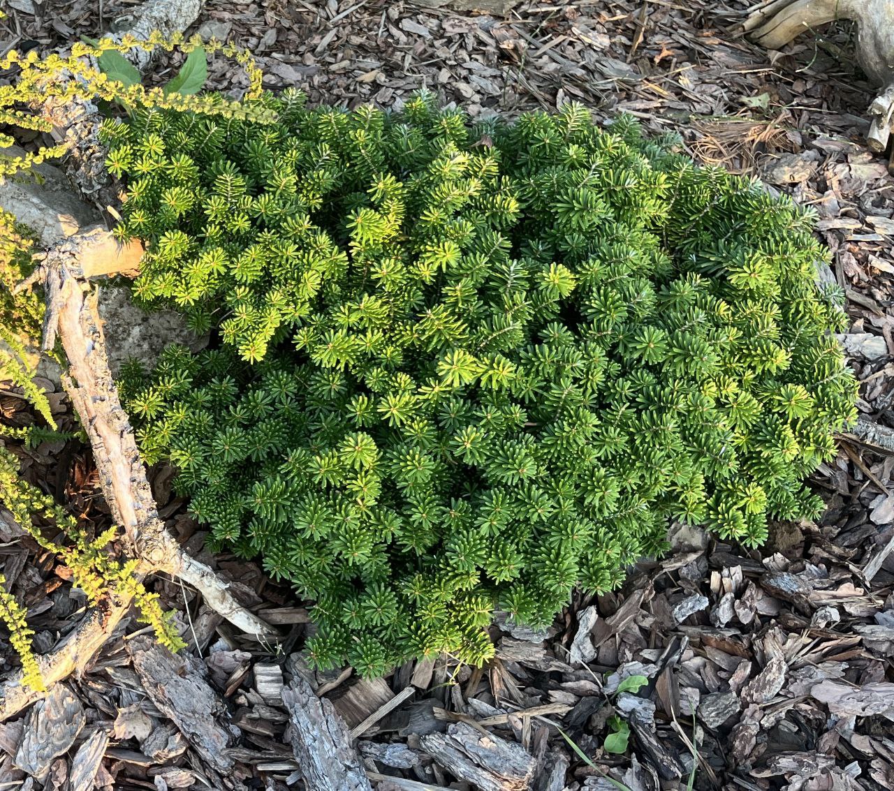 Abies koreana 'Brilliant'