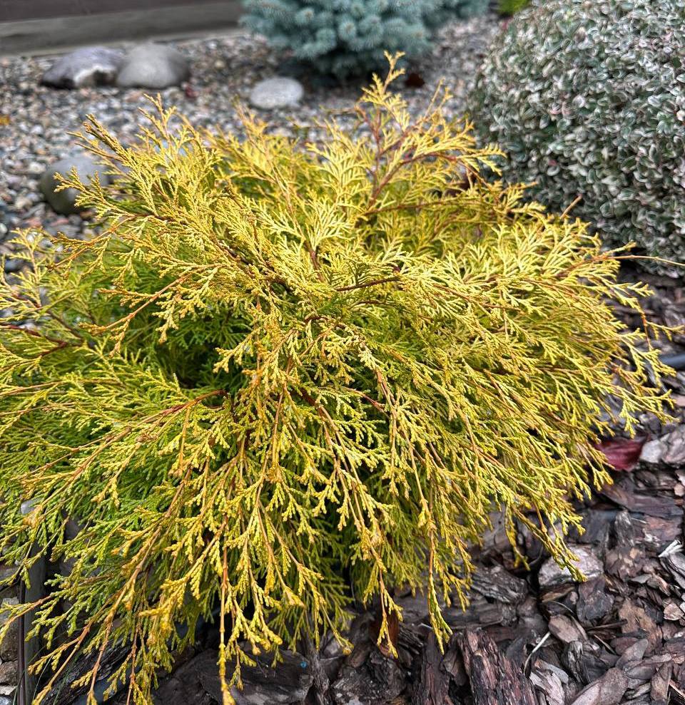 Chamaecyparis obtusa ‘Kamarachiba’
