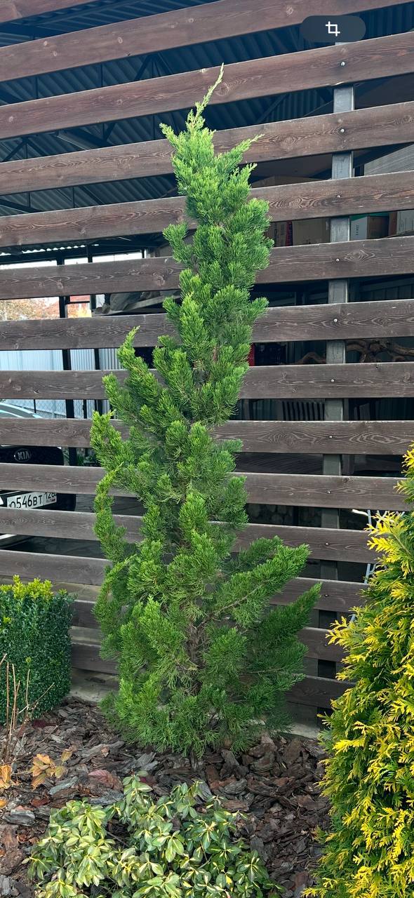 Juniperus chinensis ‘Kaizuka’