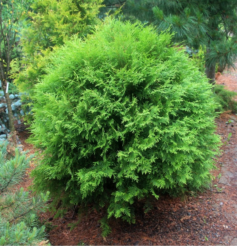 Thuja occidentalis ‘Undina ’