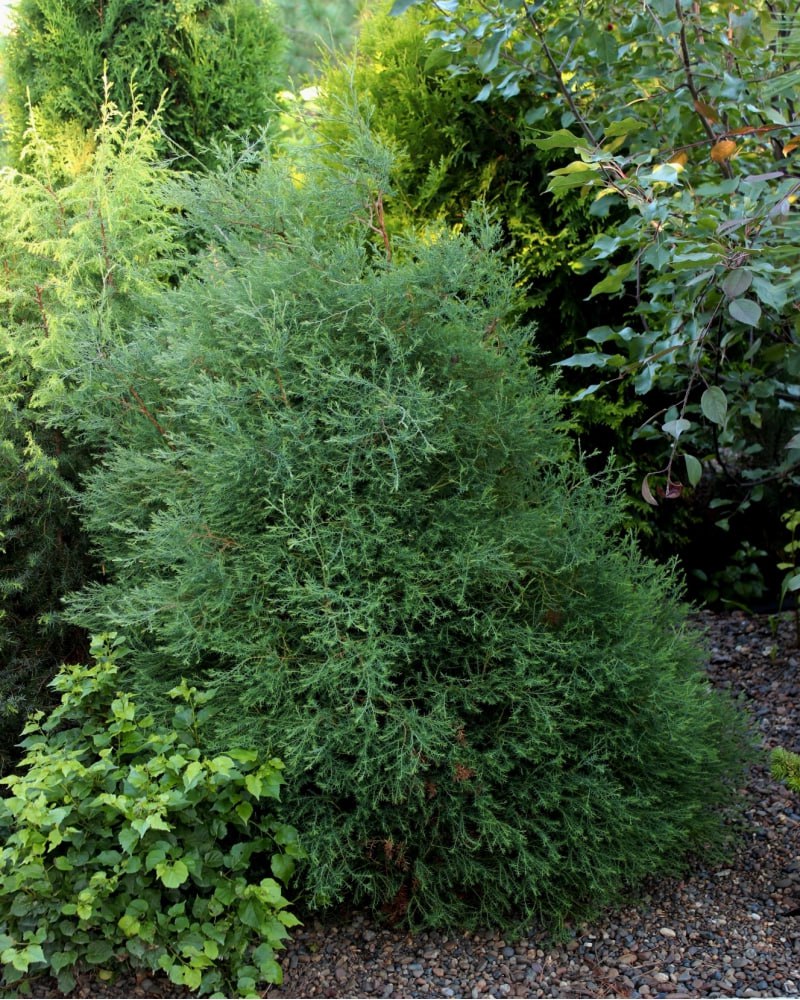 Thuja occidentalis ‘Young Louisa’