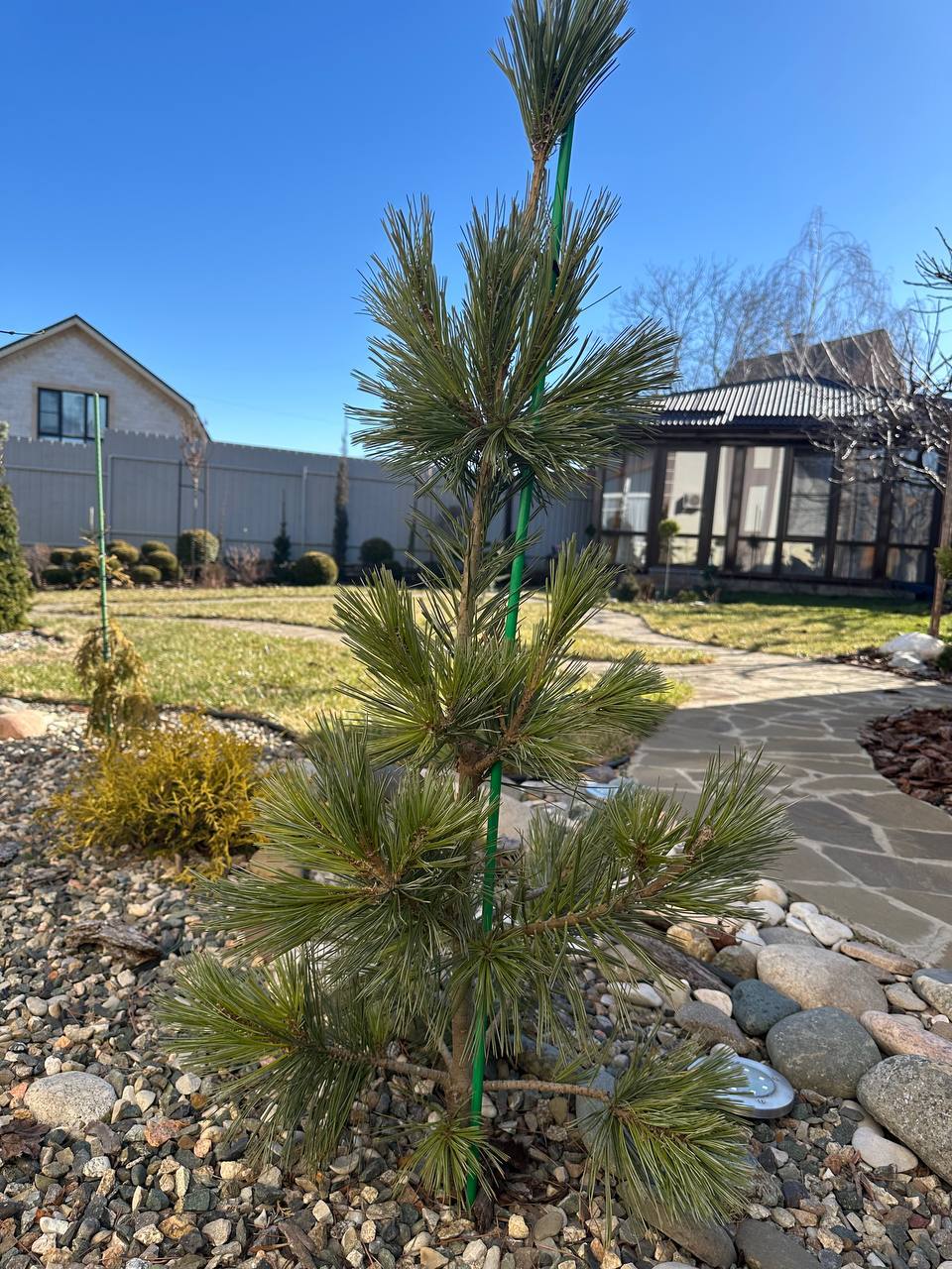 Pinus flexilis ‘Vanderwolf's Pyramid’