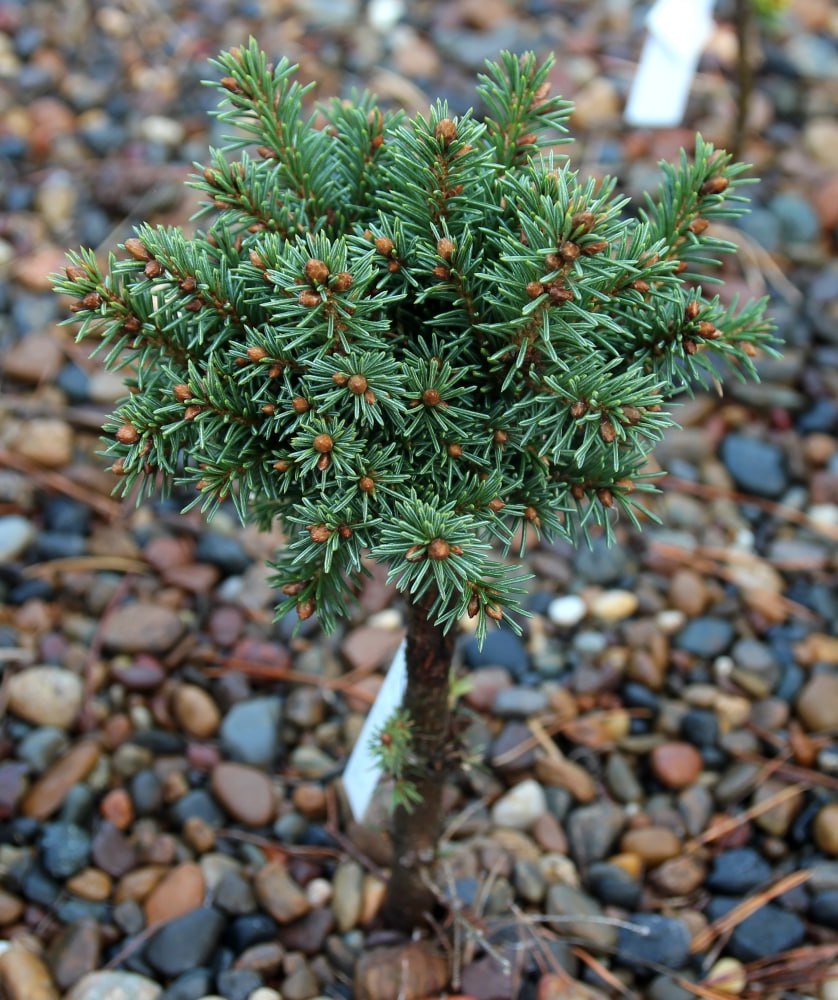 Picea obovata ‘Altai’