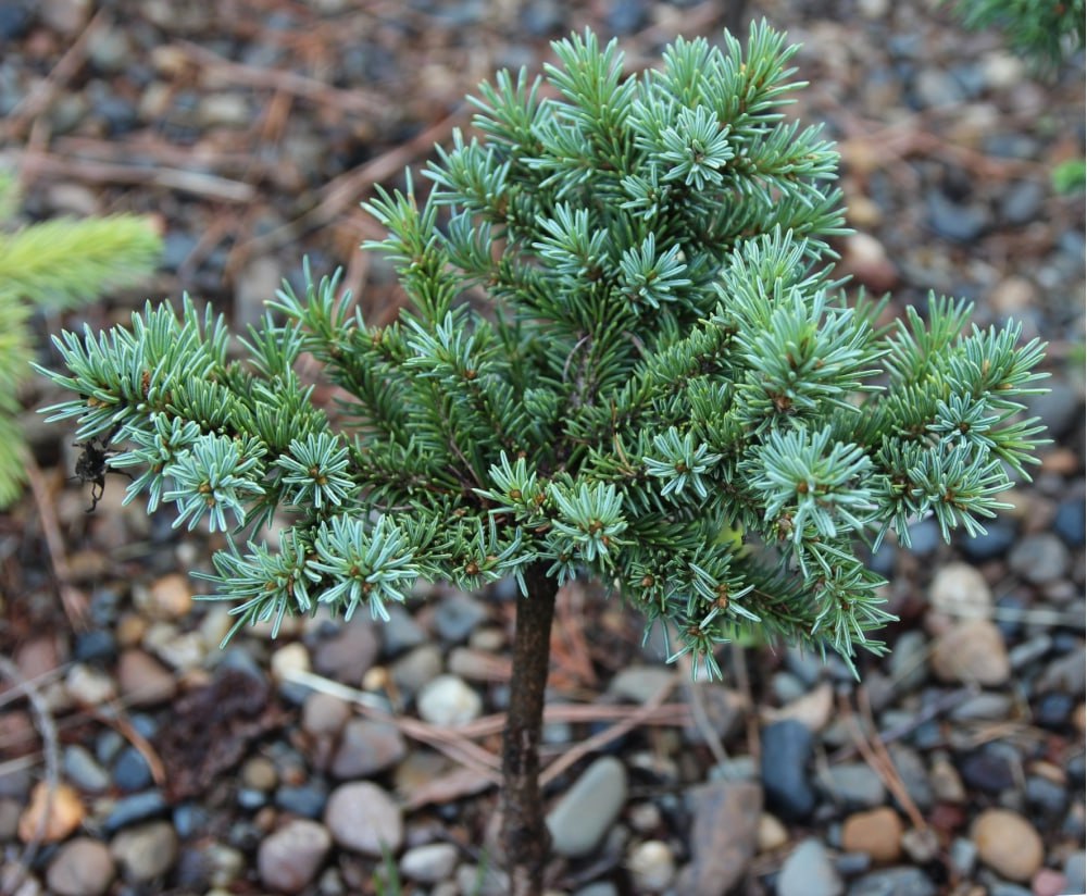 Picea obovata  ‘Rozovaya Nit’