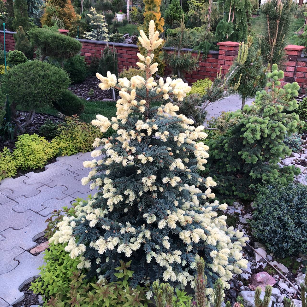 Picea pungens 'Bialobok'