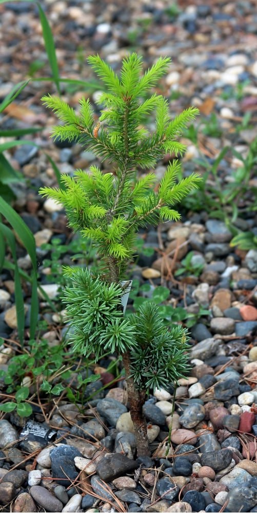 Picea obovata  ‘Biryuzovaya Nit’