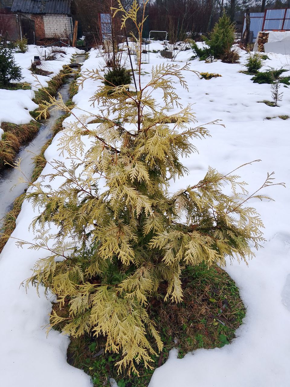 Thuja occidentalis 'Bor'