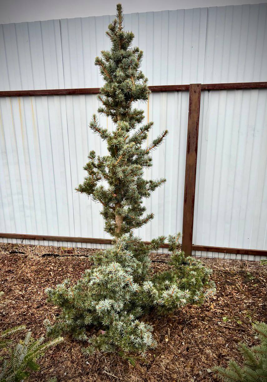 Picea pungens ‘Mecky’