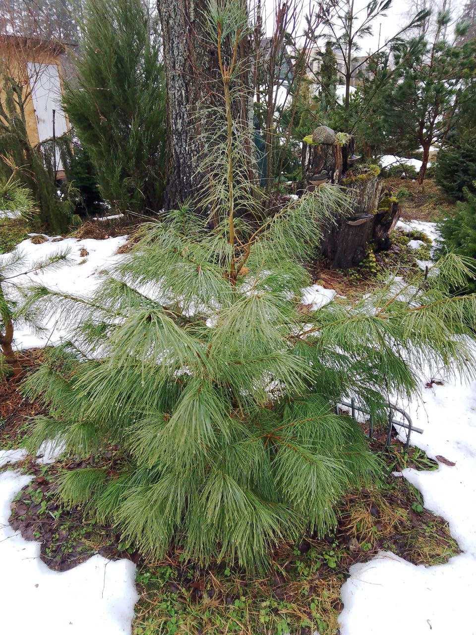 Pinus strobus