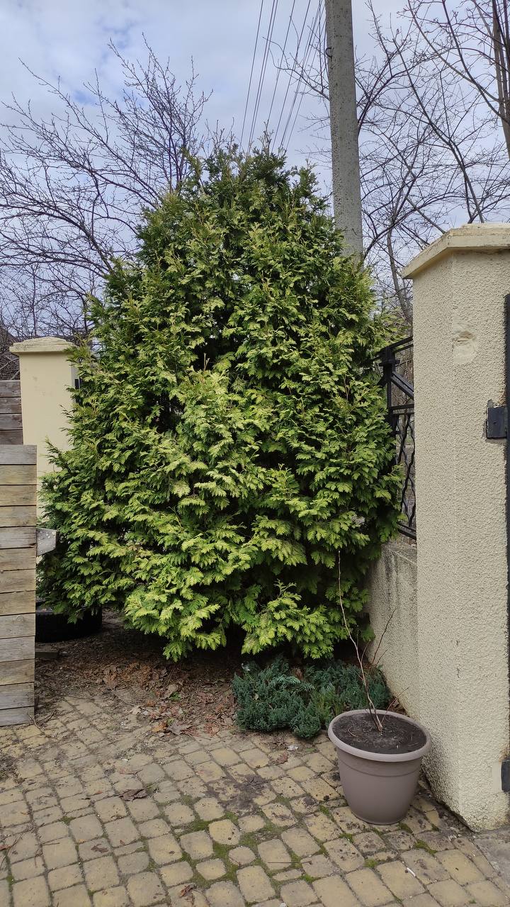 Thuja occidentalis ‘Wareana Lutescens’