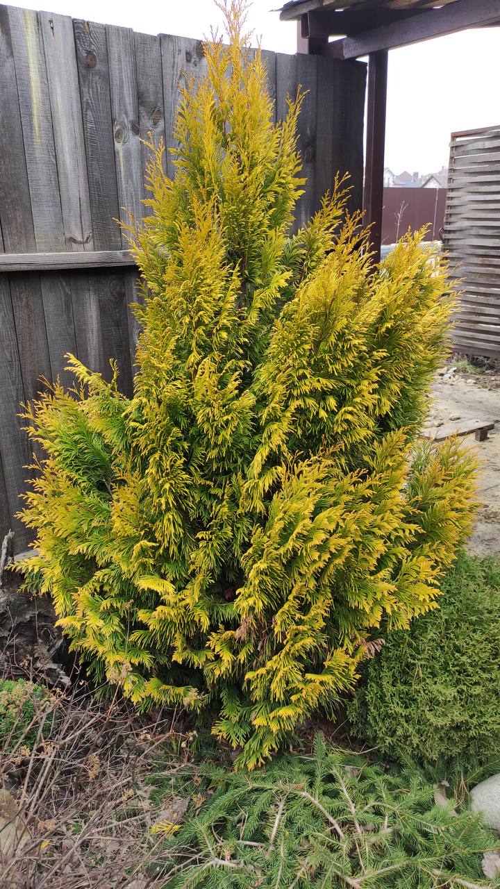 Thuja plicata ‘Forever Goldy’
