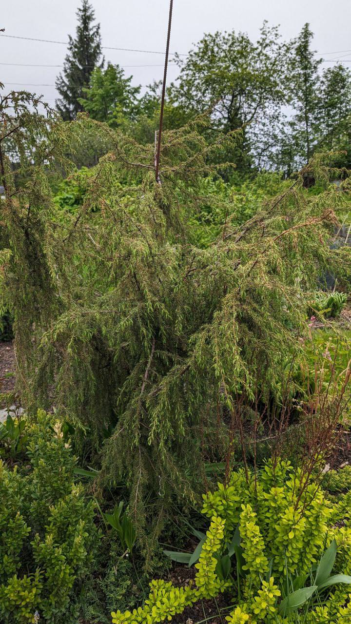 Juniperus communis 'Horstmann'