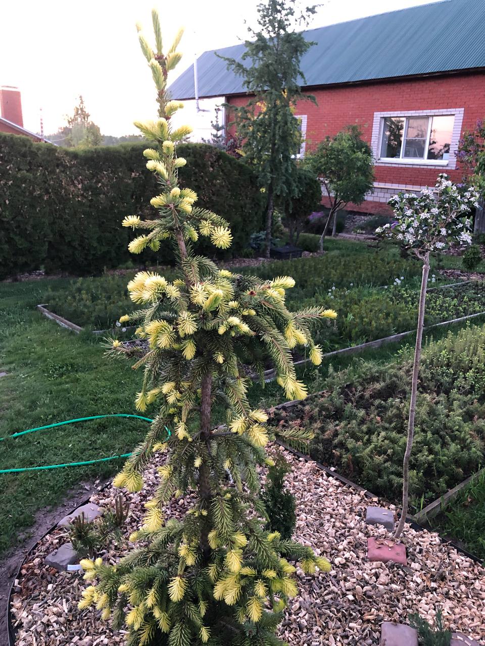 Picea omorika 'Filip's Spring Sensation'