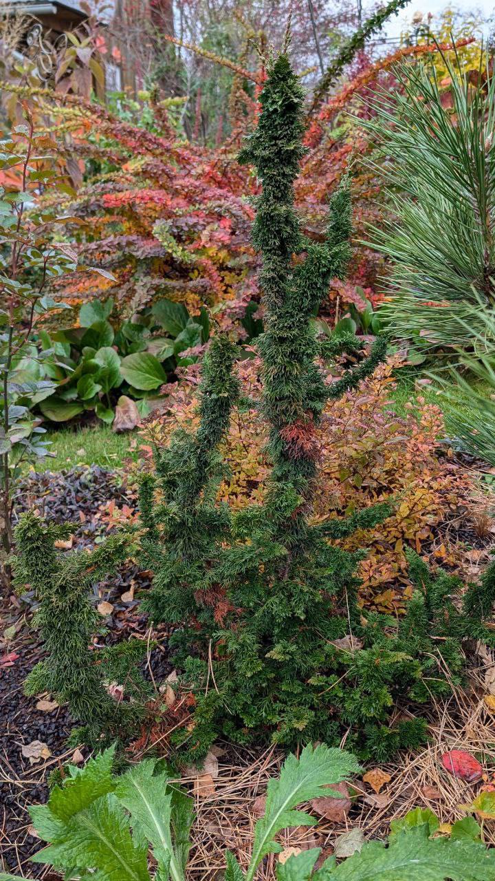 Thuja occidentalis 'Malonyana Holub’