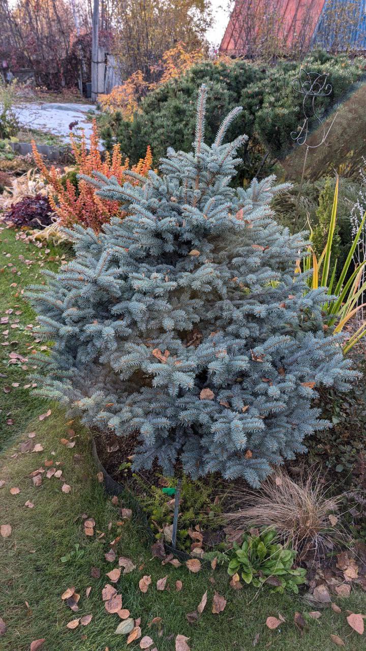 Picea pungens 'Glauca Globosa'