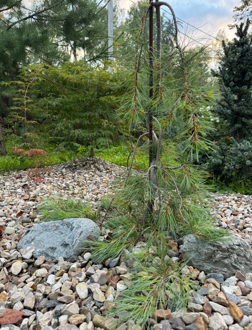 Pinus strobus ‘Blue Petticoats’
