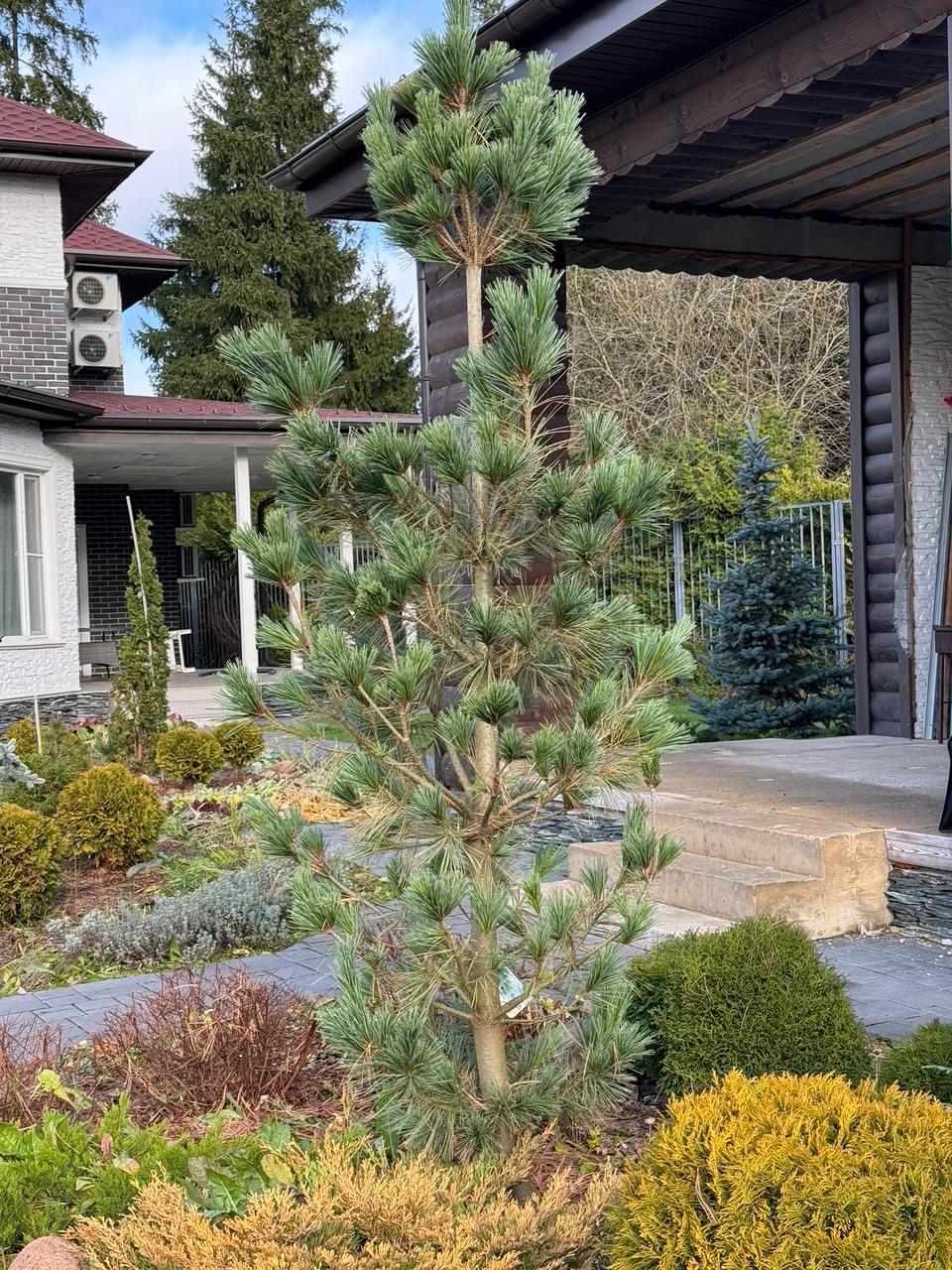 Pinus flexilis ‘Vanderwolf`s Pyramid ‘