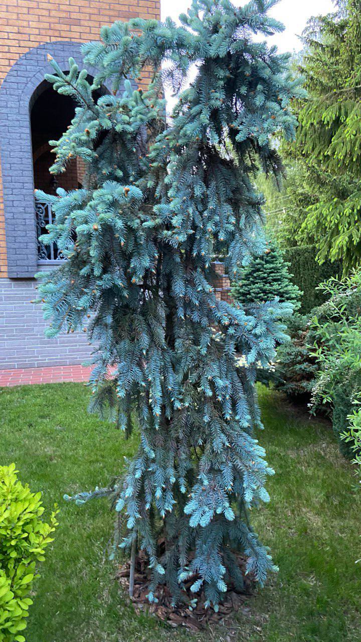 Picea pungens ‘The Blues’