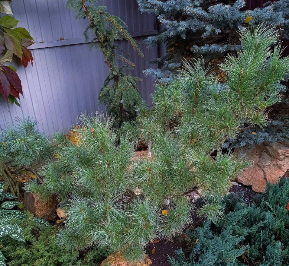 Pinus pumila 'Kunashir'