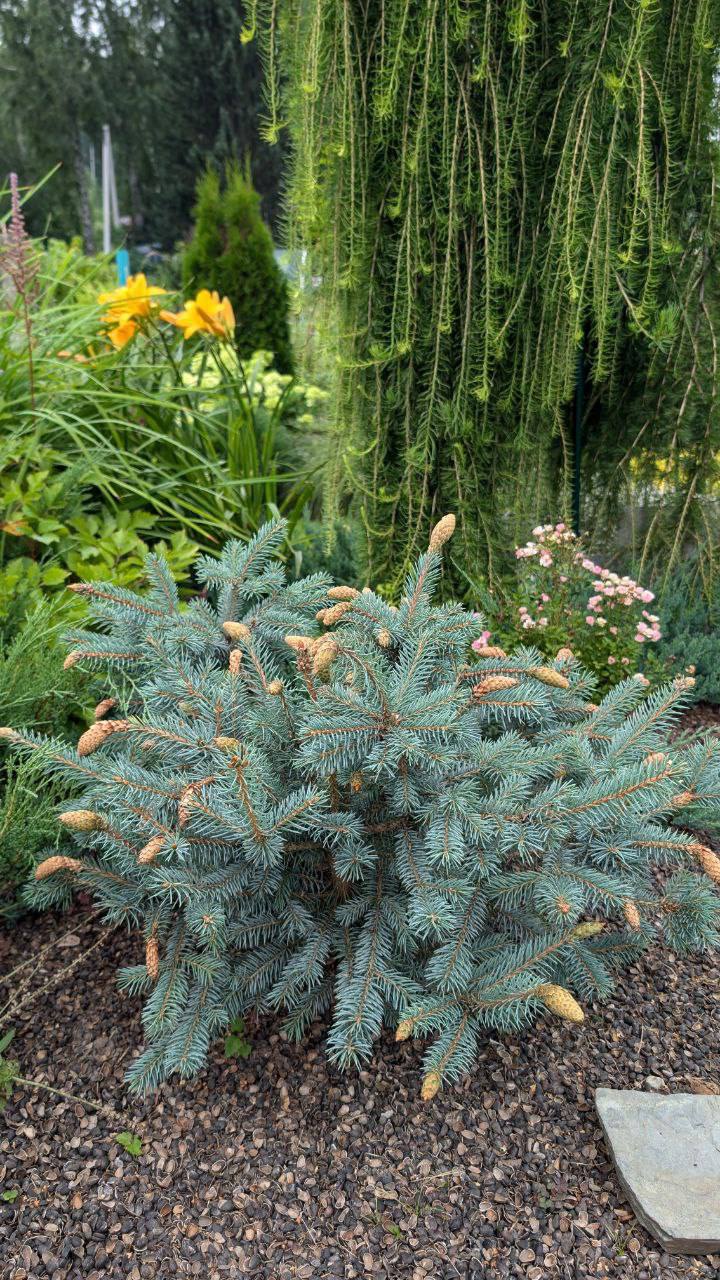 Picea pungens 'Hermann Naue'