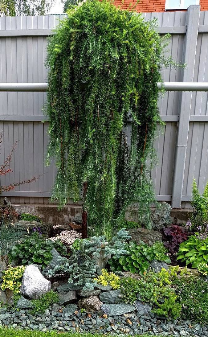Larix kaempferi ‘Stiff Weeper’